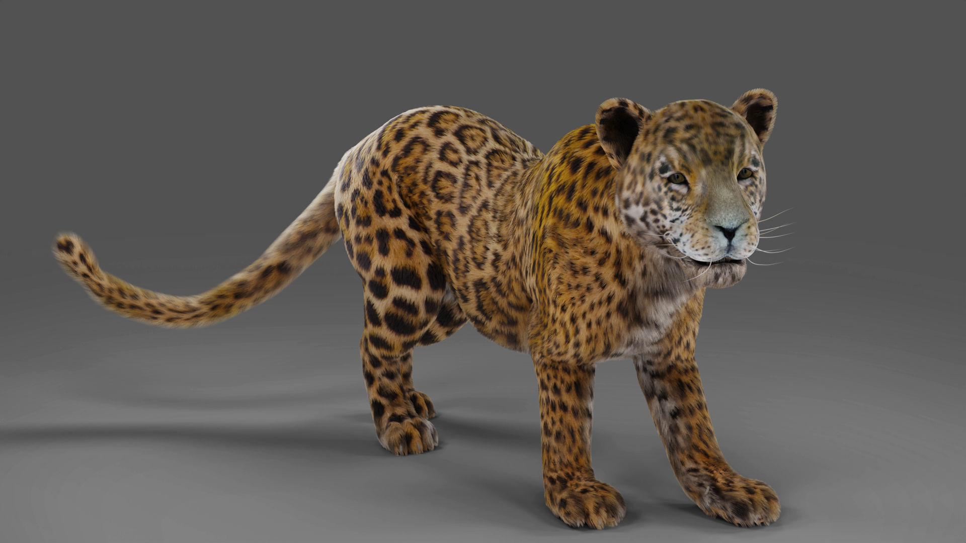 Fur Jaguar V02 Panther Rigged in Blender Low-poly 3D model_3