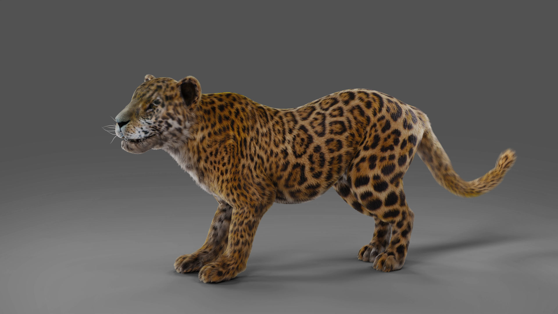 Fur Jaguar V02 Panther Rigged in Blender Low-poly 3D model_4