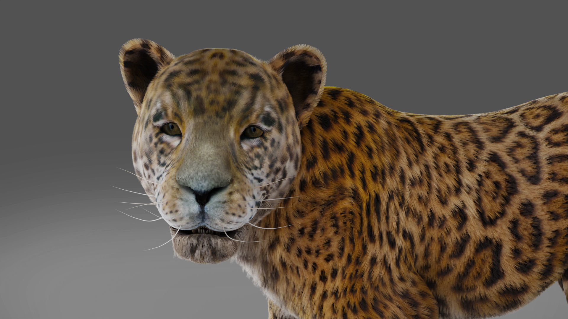 Fur Jaguar V02 Panther Rigged in Blender Low-poly 3D model_5
