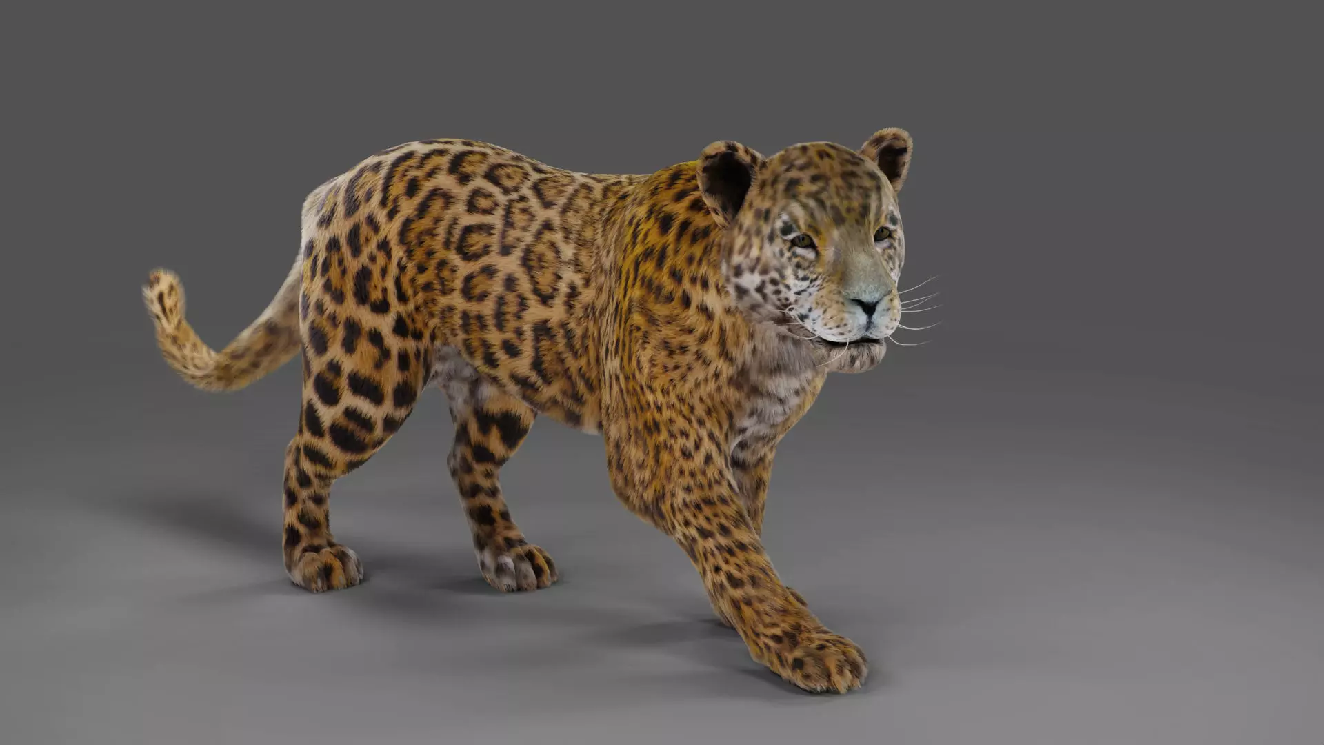 Fur Jaguar V02 Panther Rigged in Blender Low-poly 3D model_0