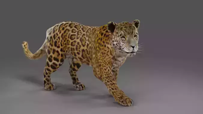 Fur Jaguar V02 Panther Rigged in Blender