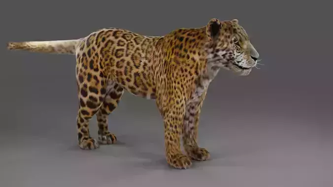 Fur Jaguar V02 NO Rigged in Blender