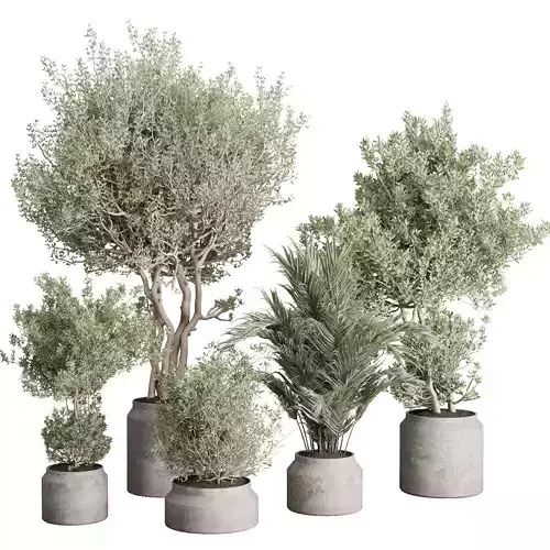 indoor plant set 401 tree palm bush in a concrete vases
