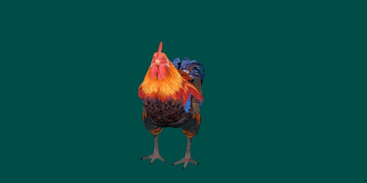 Rooster 3D model_8