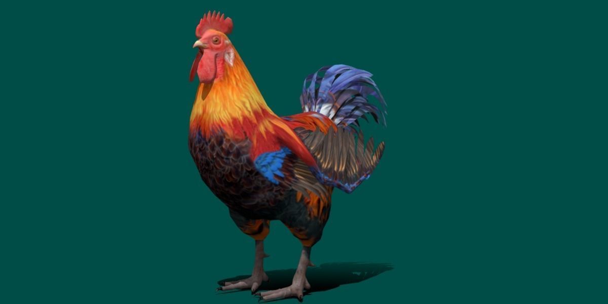 Rooster 3D model_14