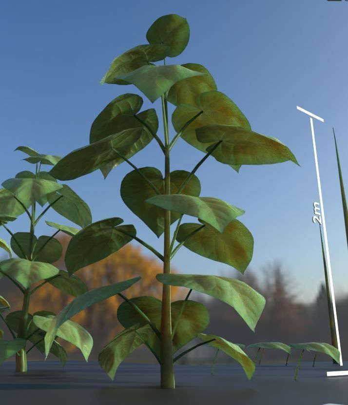 Empress-Tree 2 Meters Version Low-poly 3D model_3