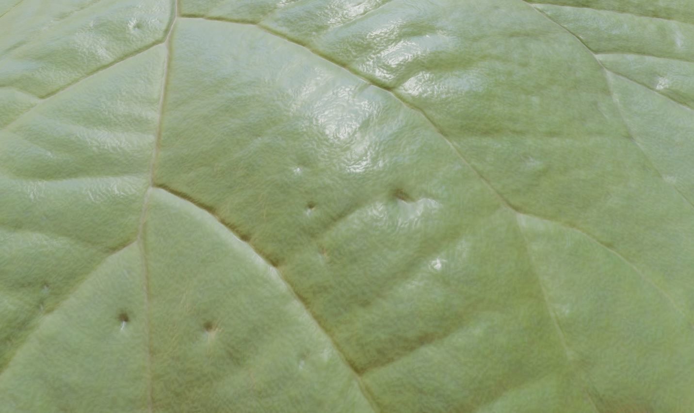 Empress-Tree 2 Meters Version Low-poly 3D model_17