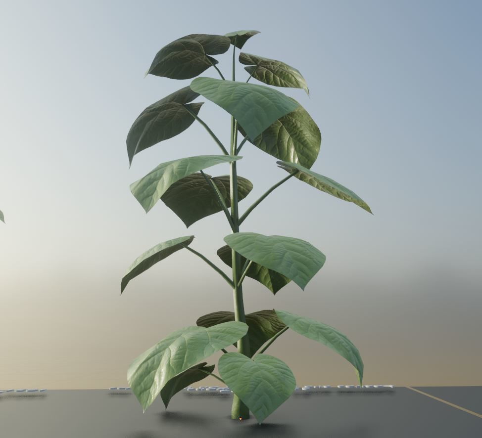 Empress-Tree 2 Meters Version Low-poly 3D model_12