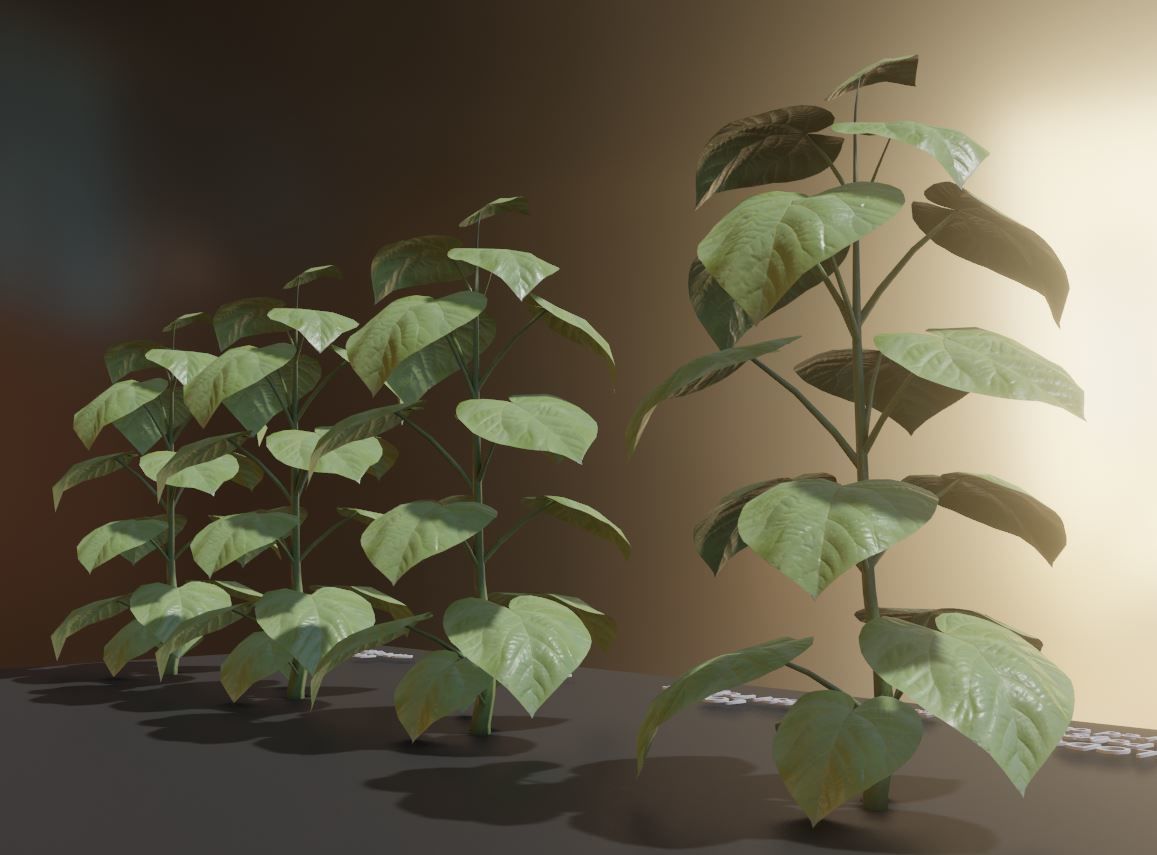 Empress-Tree 2 Meters Version Low-poly 3D model_18