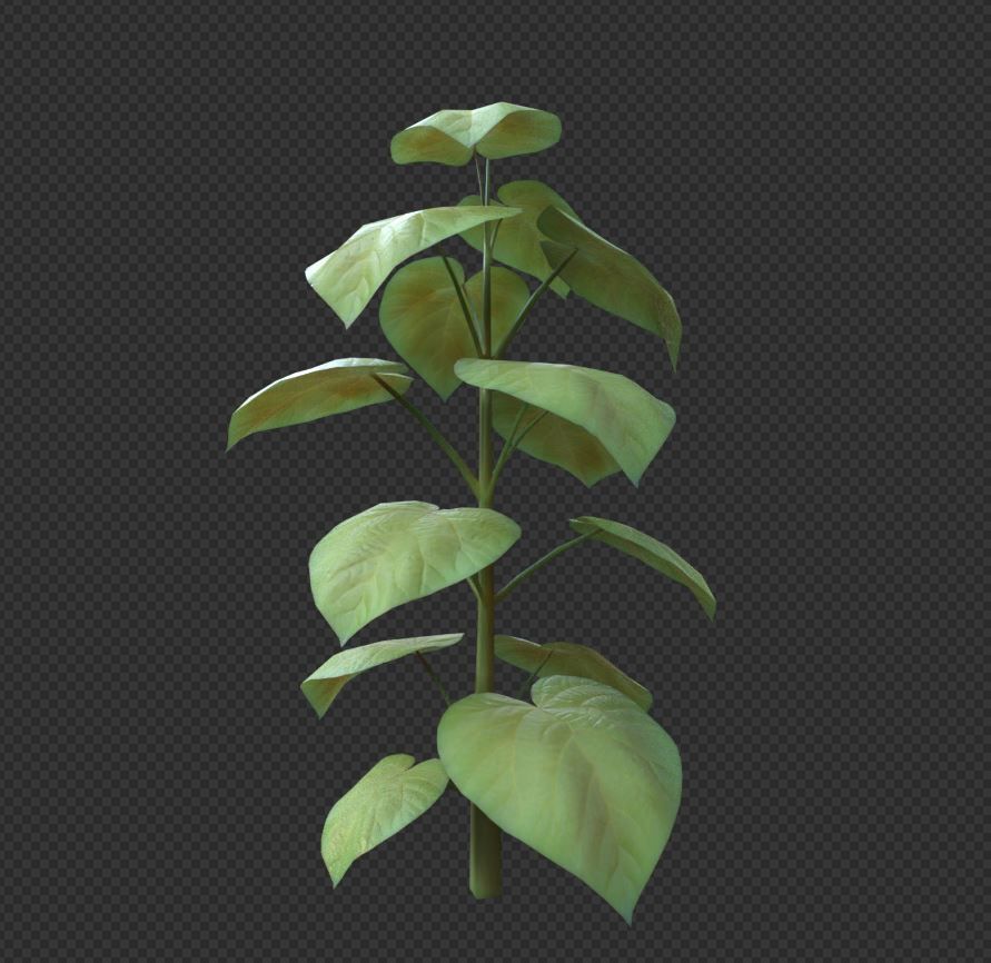 Empress-Tree 2 Meters Version Low-poly 3D model_1