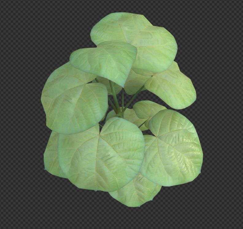 Empress-Tree 2 Meters Version Low-poly 3D model_9