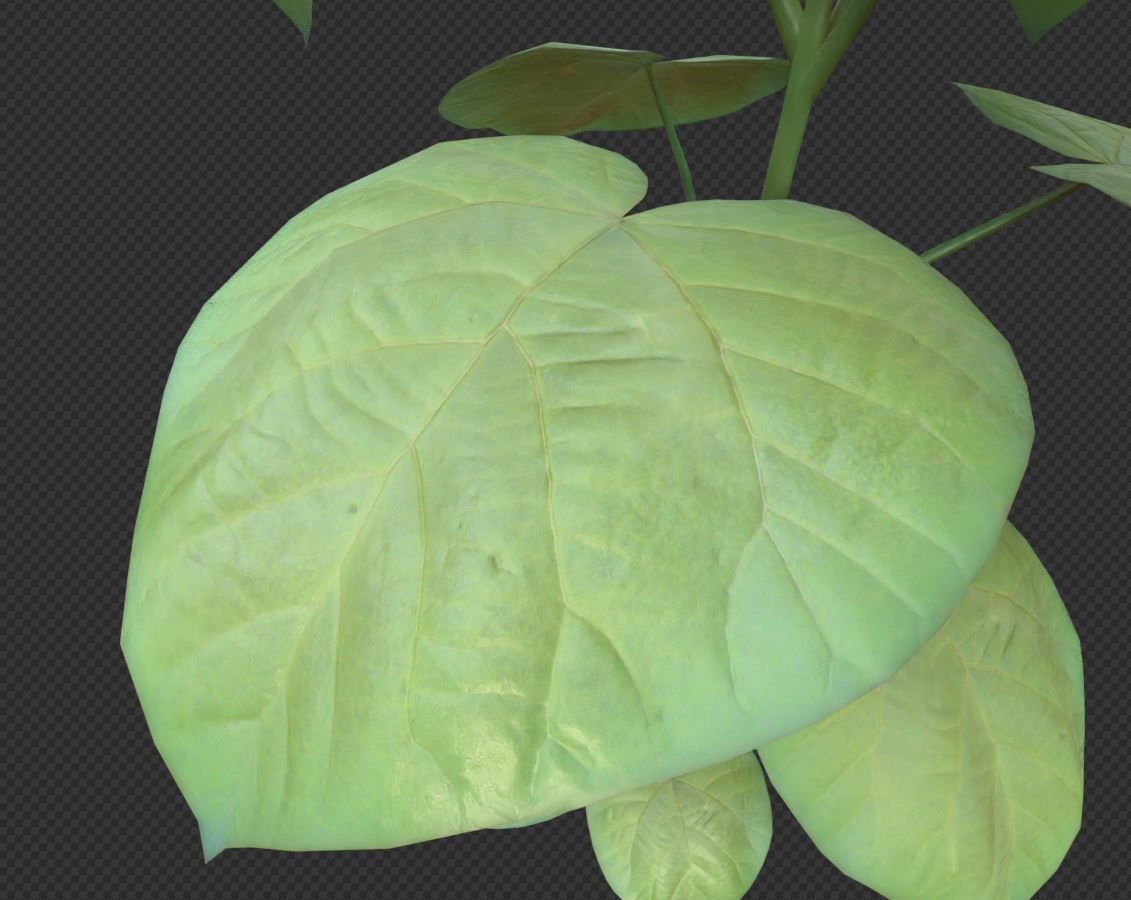 Empress-Tree 2 Meters Version Low-poly 3D model_8