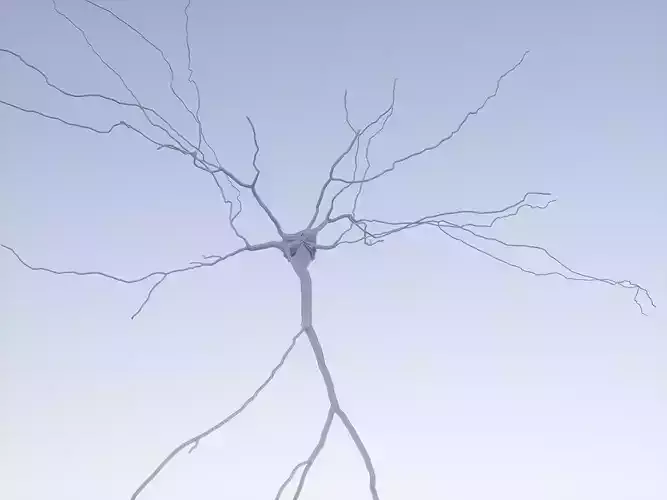 blank5 3D model