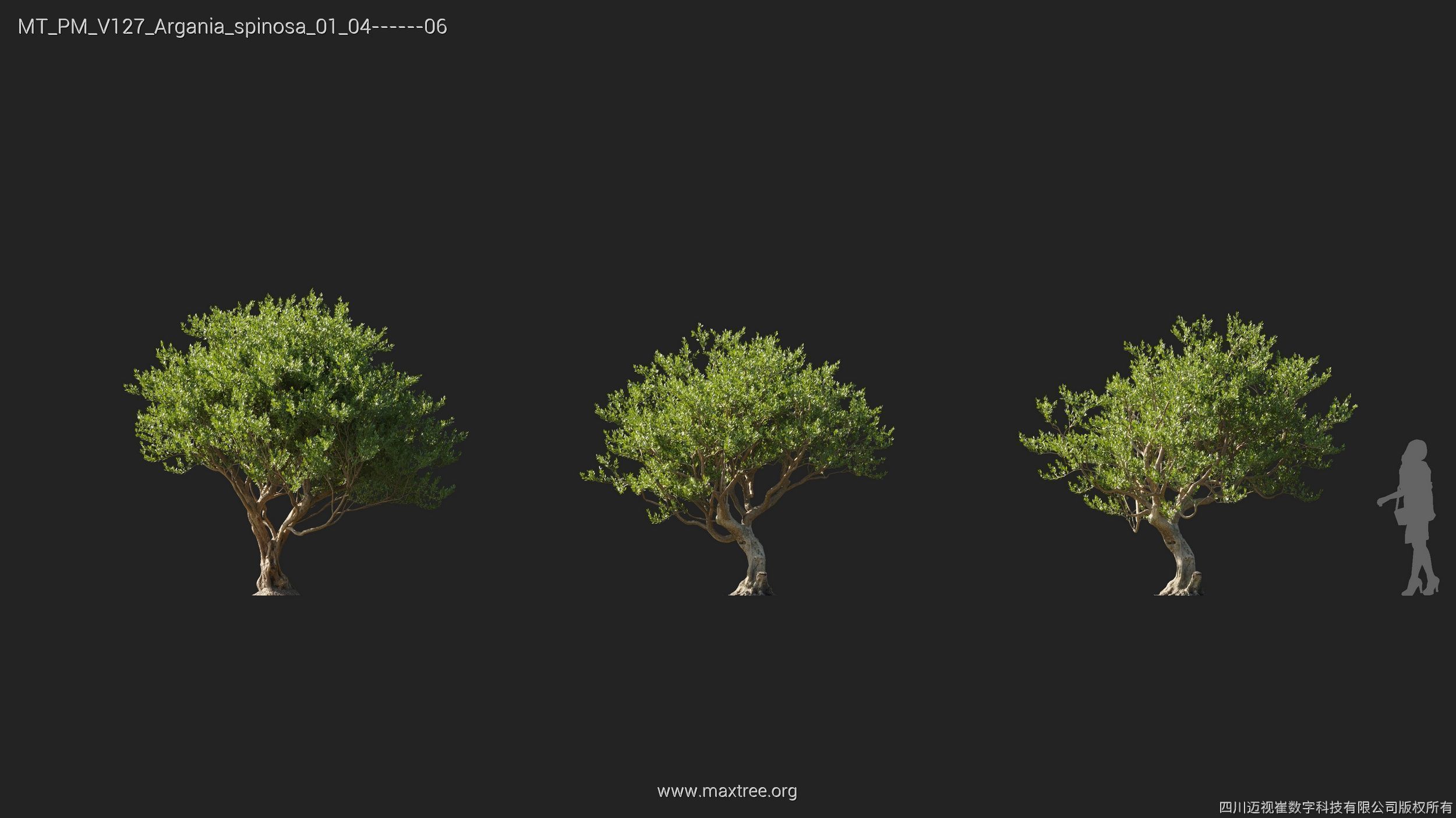 Maxtree Plant Models Vol 127 - Mesh 3D model_6