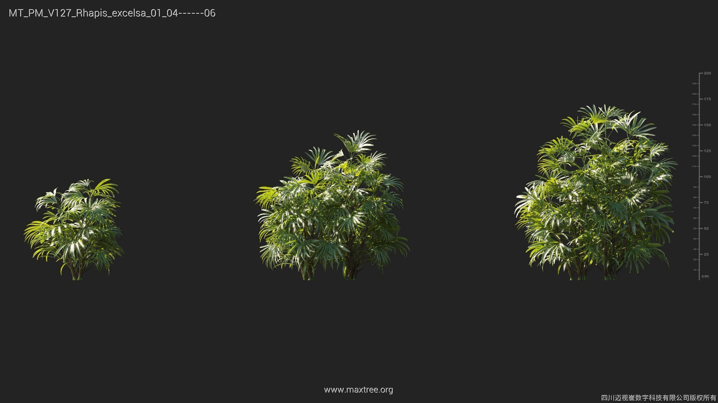 Maxtree Plant Models Vol 127 - Mesh 3D model_24