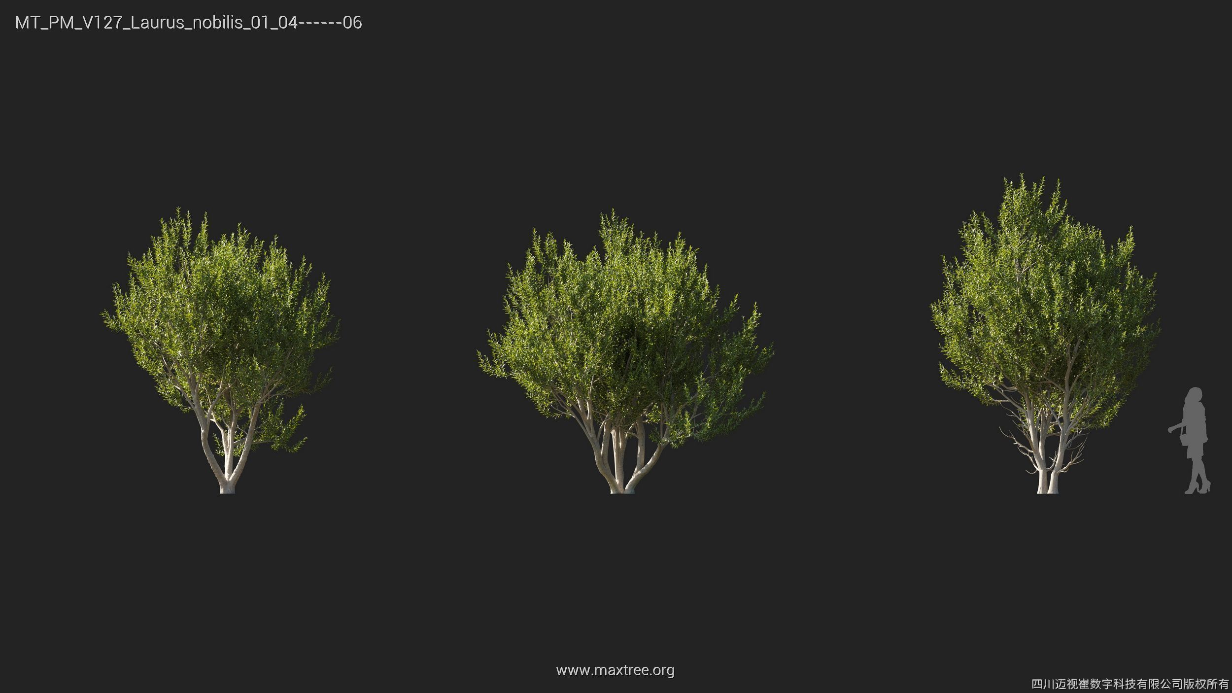 Maxtree Plant Models Vol 127 - Mesh 3D model_14