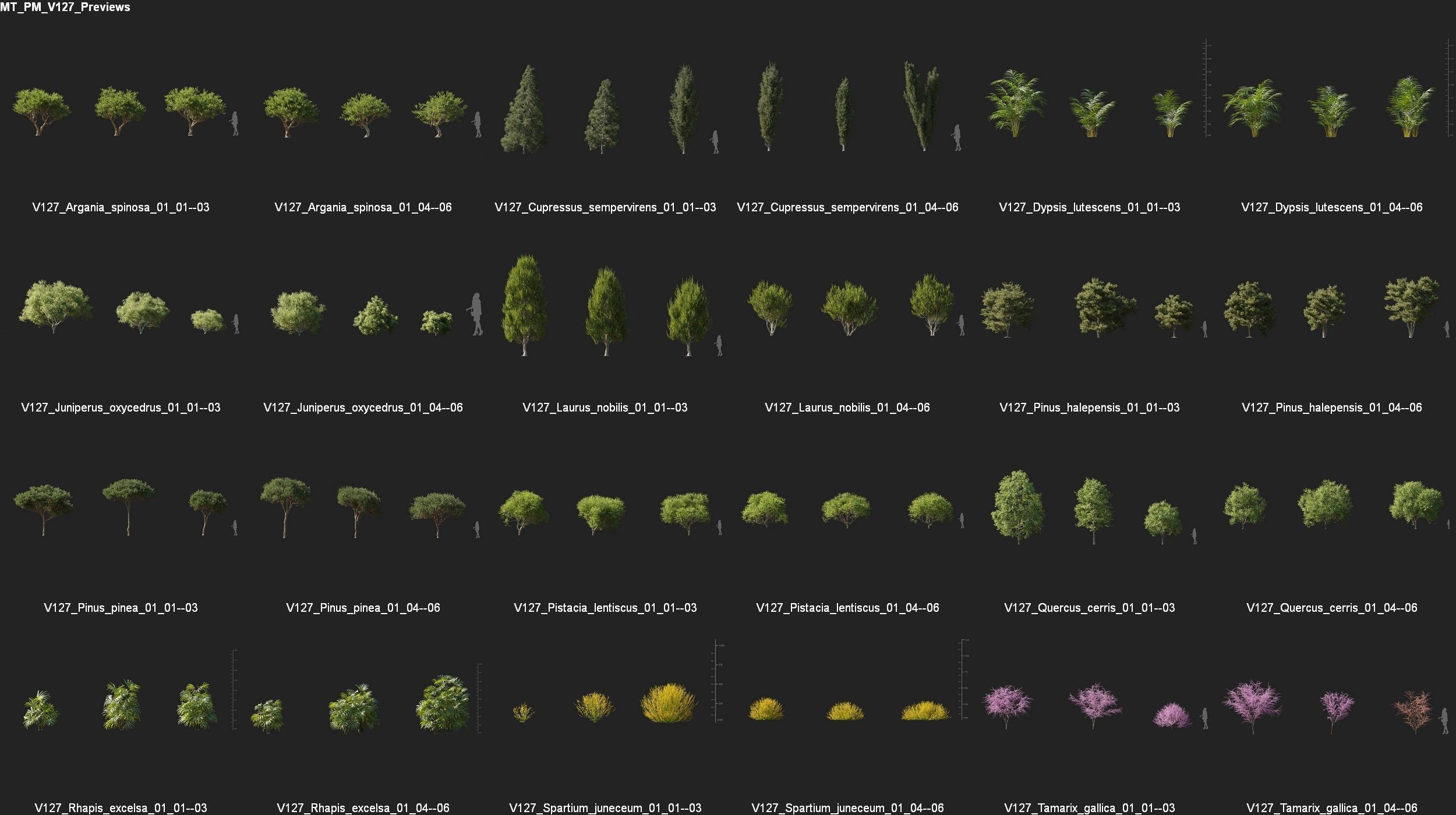 Maxtree Plant Models Vol 127 - Mesh 3D model_4