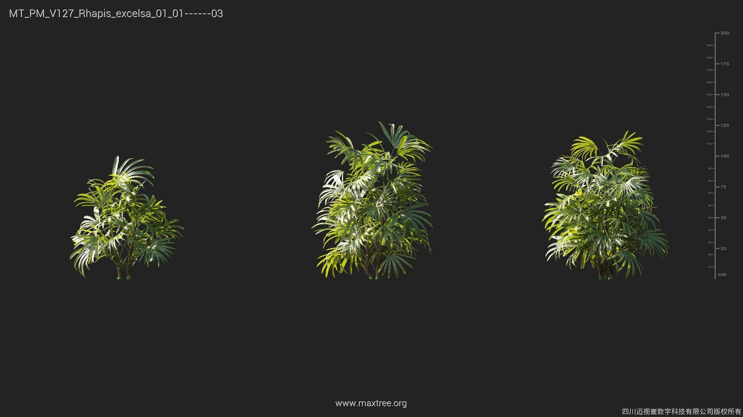 Maxtree Plant Models Vol 127 - Mesh 3D model_23