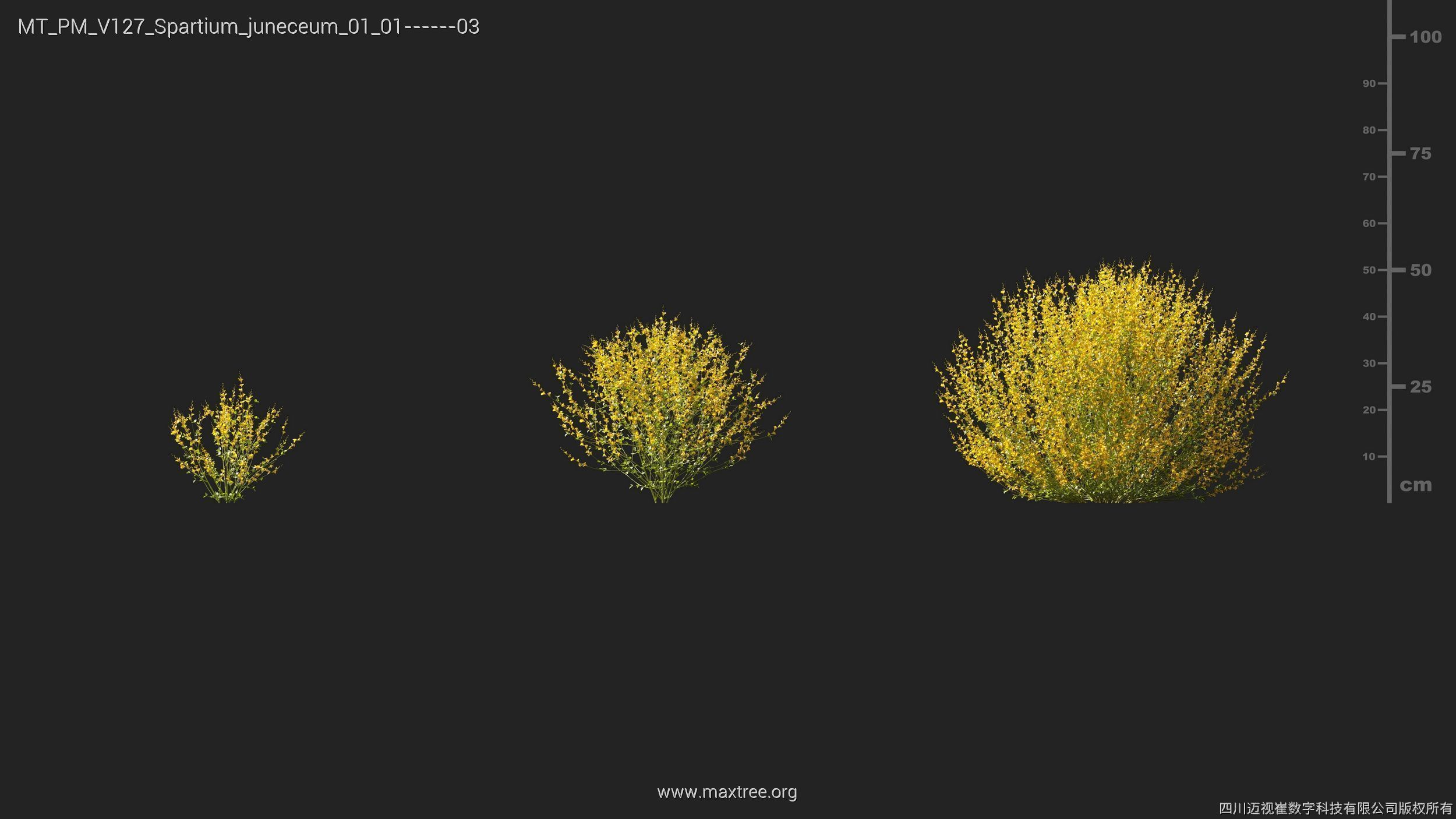 Maxtree Plant Models Vol 127 - Mesh 3D model_25