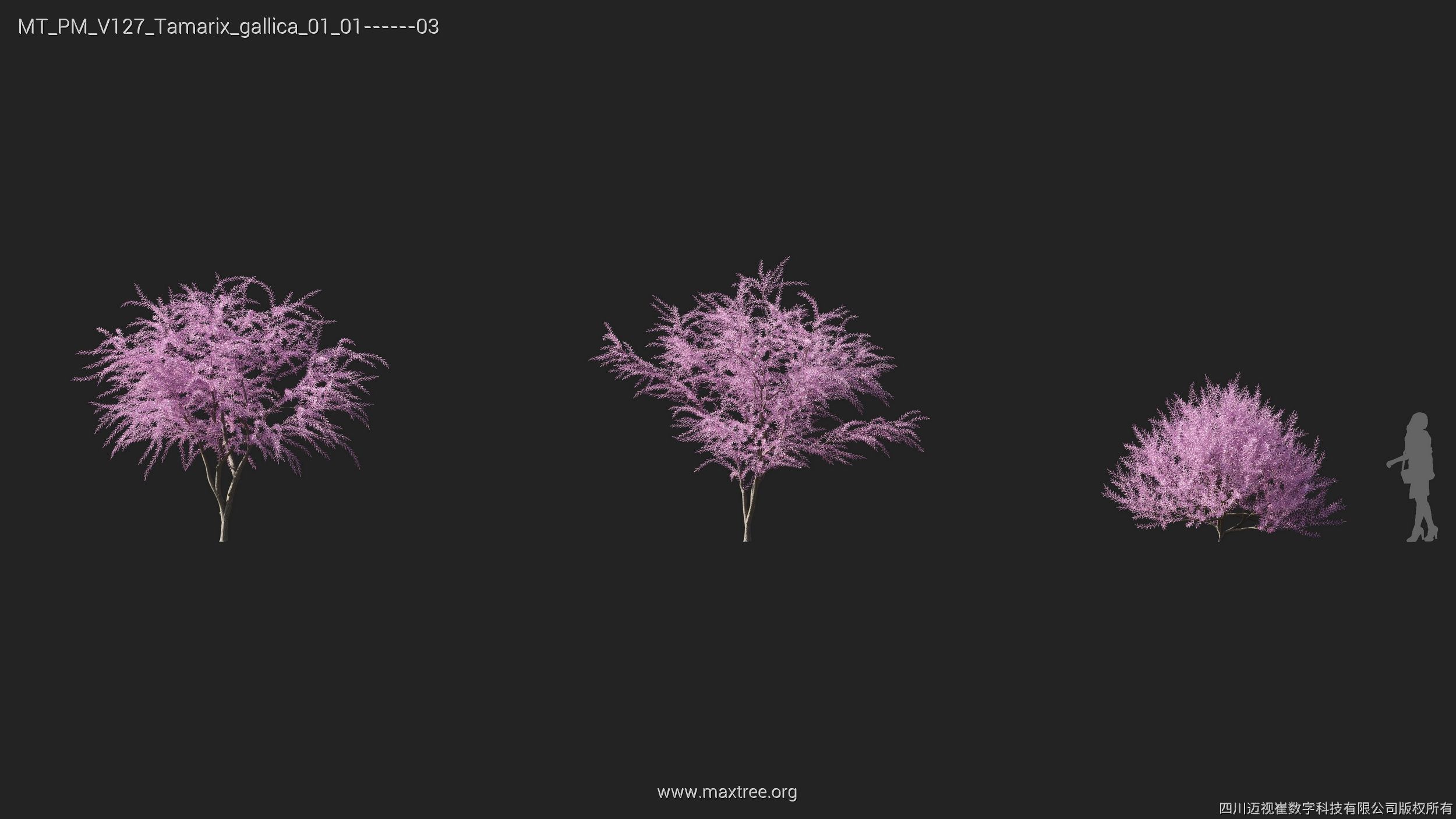 Maxtree Plant Models Vol 127 - Mesh 3D model_27