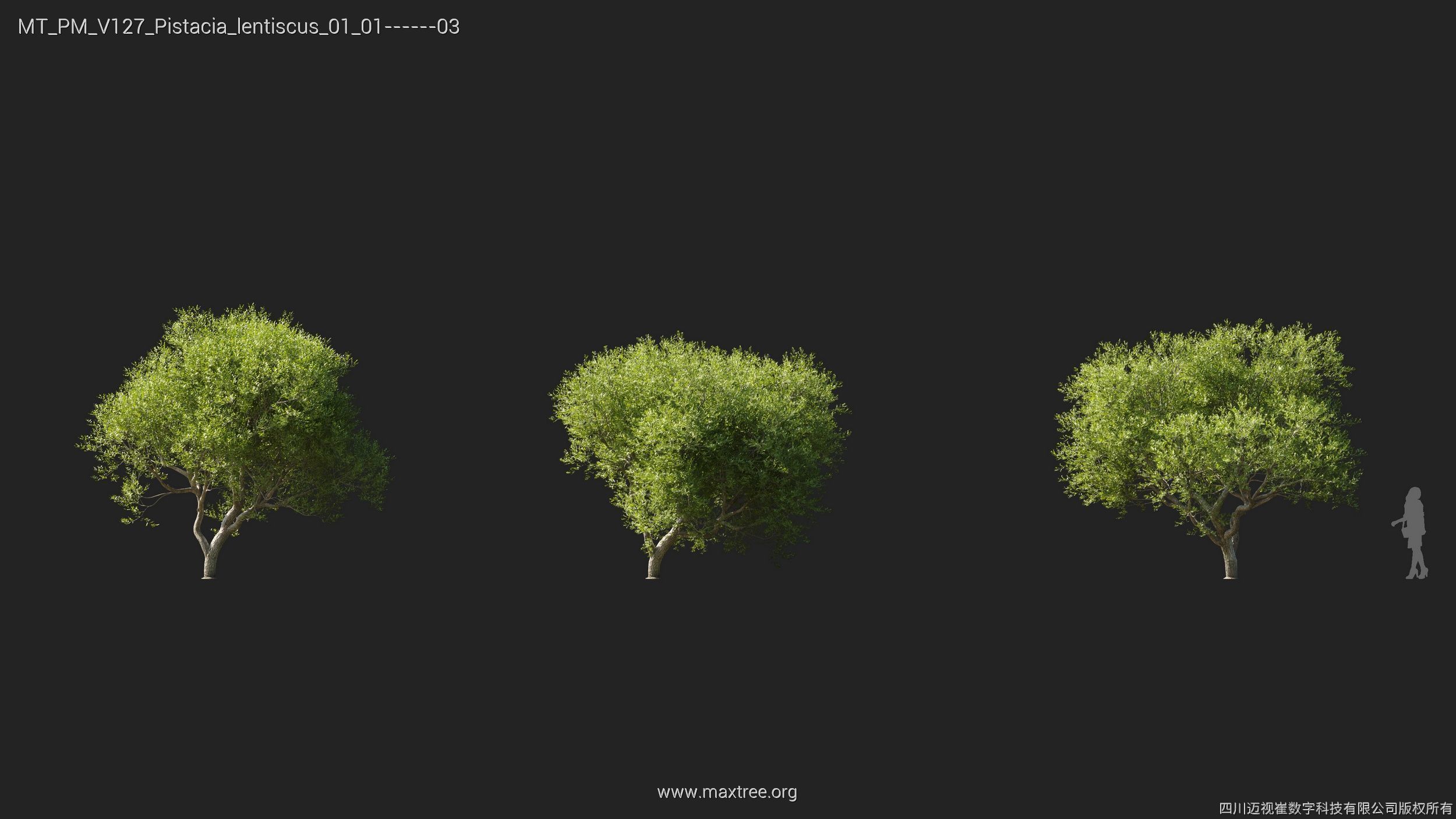 Maxtree Plant Models Vol 127 - Mesh 3D model_19