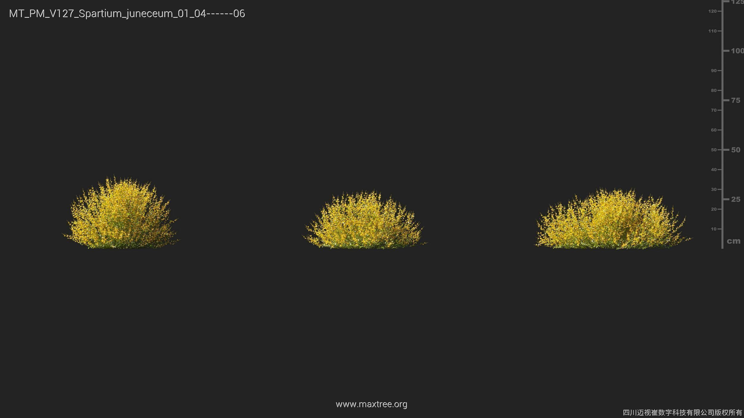 Maxtree Plant Models Vol 127 - Mesh 3D model_26