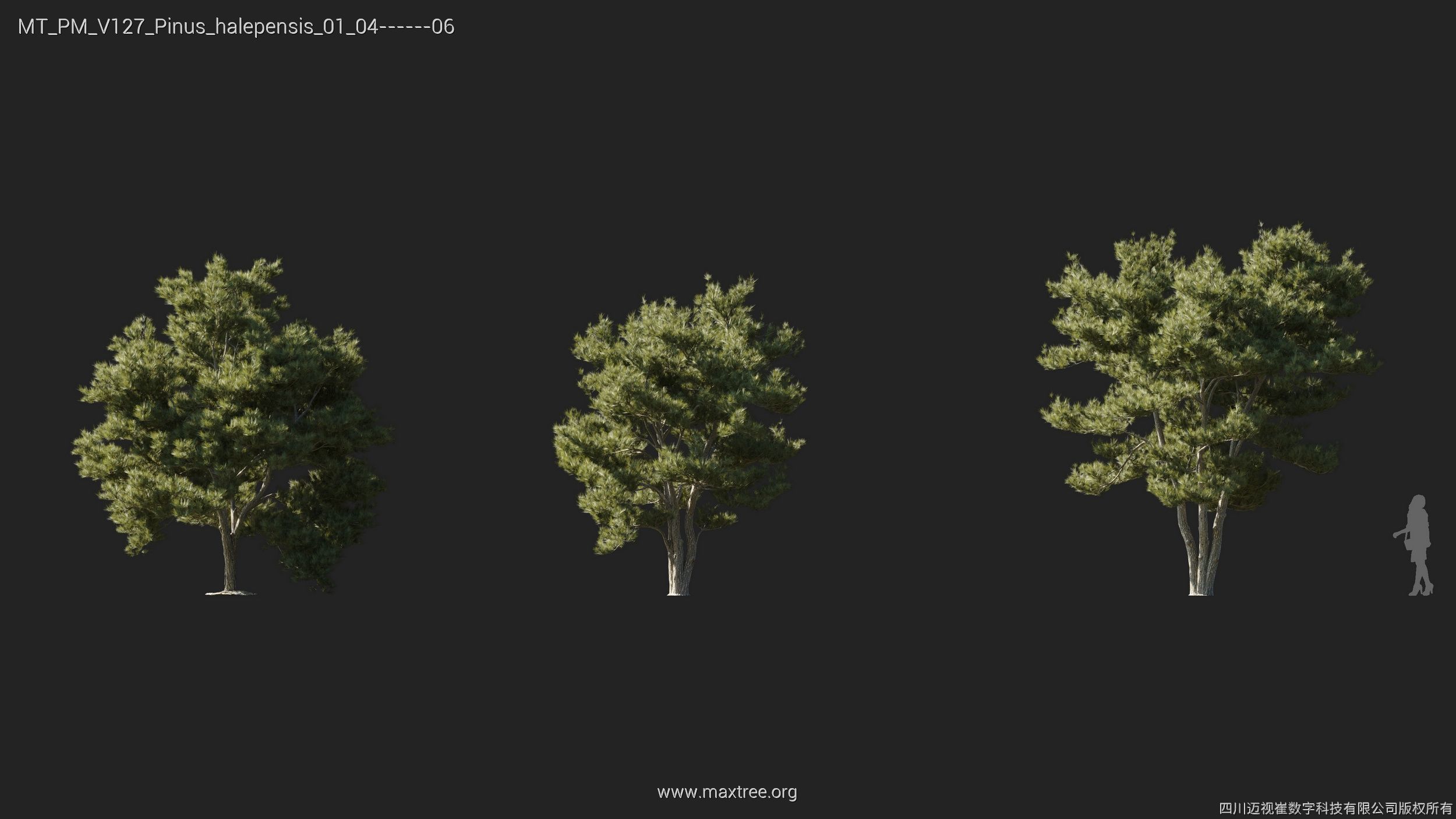 Maxtree Plant Models Vol 127 - Mesh 3D model_16
