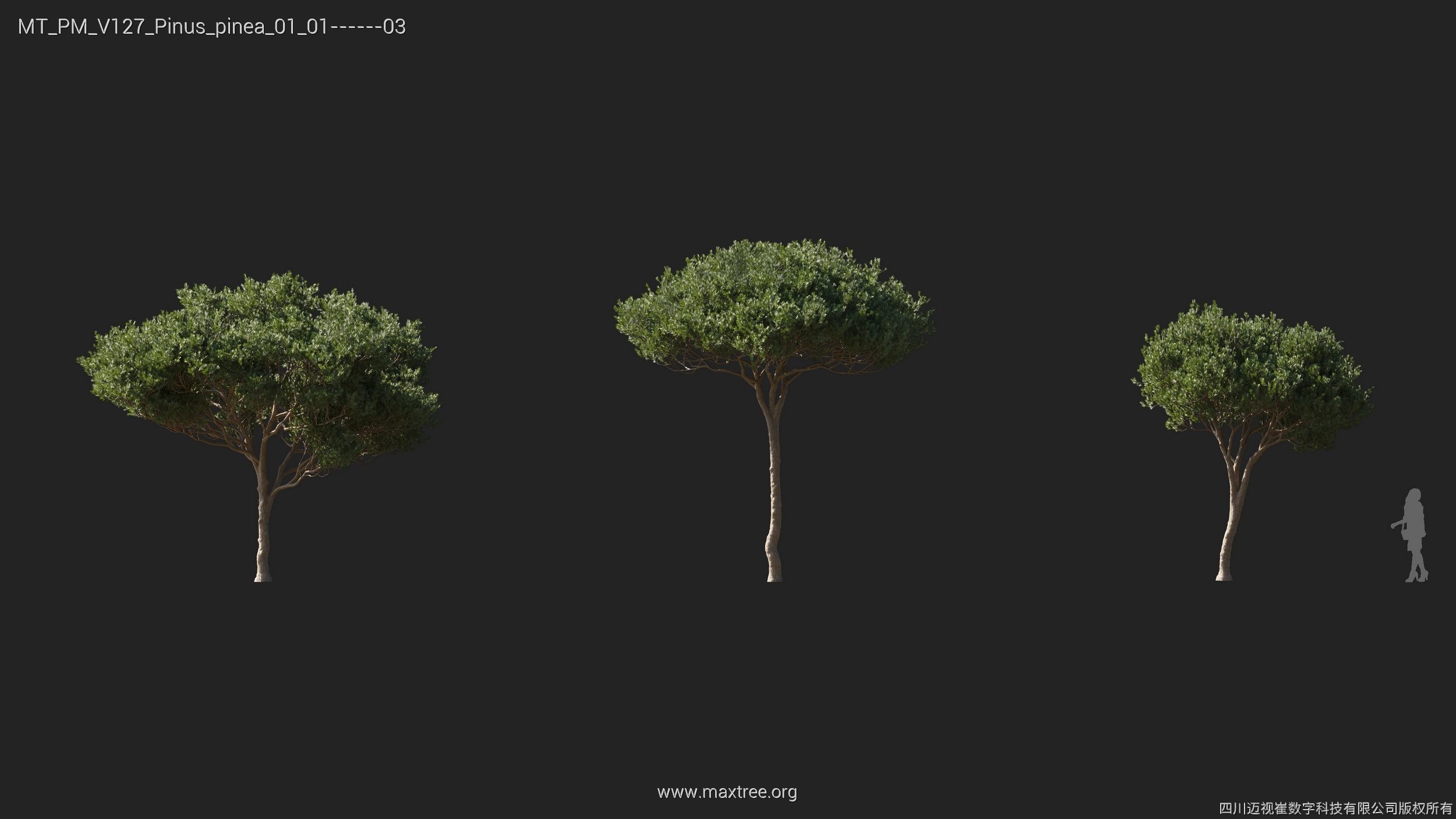 Maxtree Plant Models Vol 127 - Mesh 3D model_17