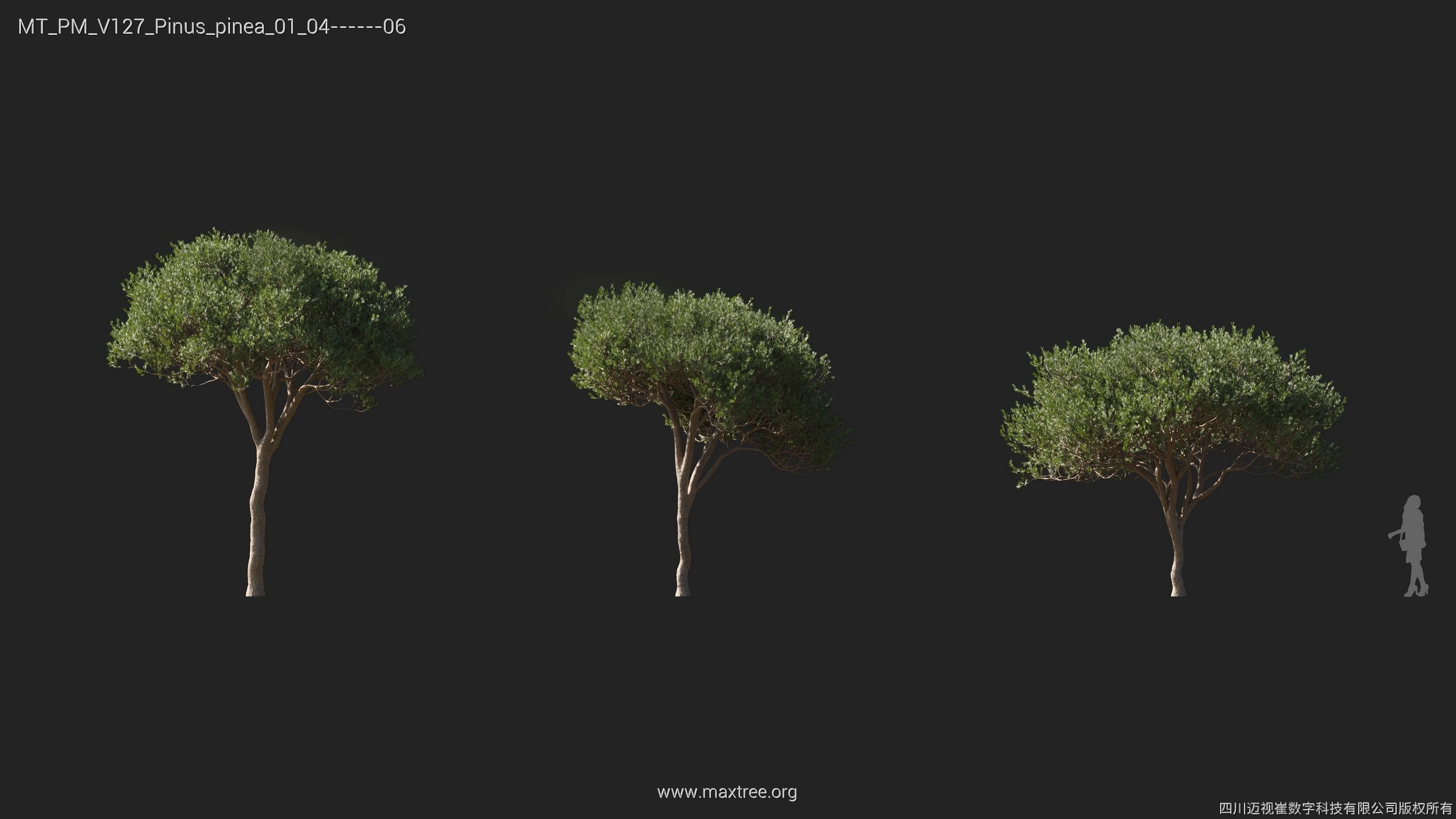 Maxtree Plant Models Vol 127 - Mesh 3D model_18