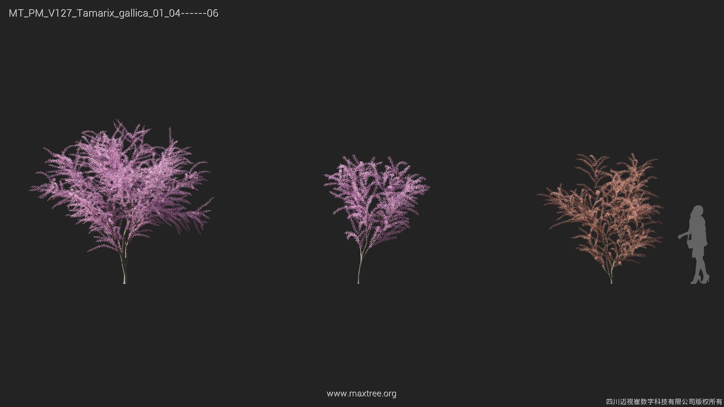Maxtree Plant Models Vol 127 - Mesh 3D model_28