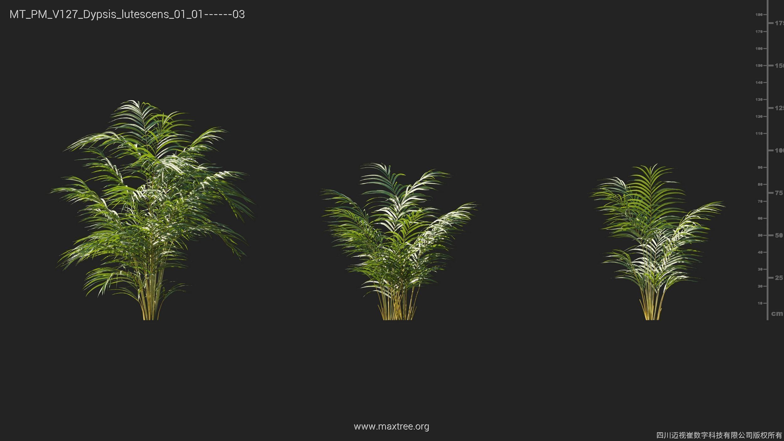 Maxtree Plant Models Vol 127 - Mesh 3D model_9