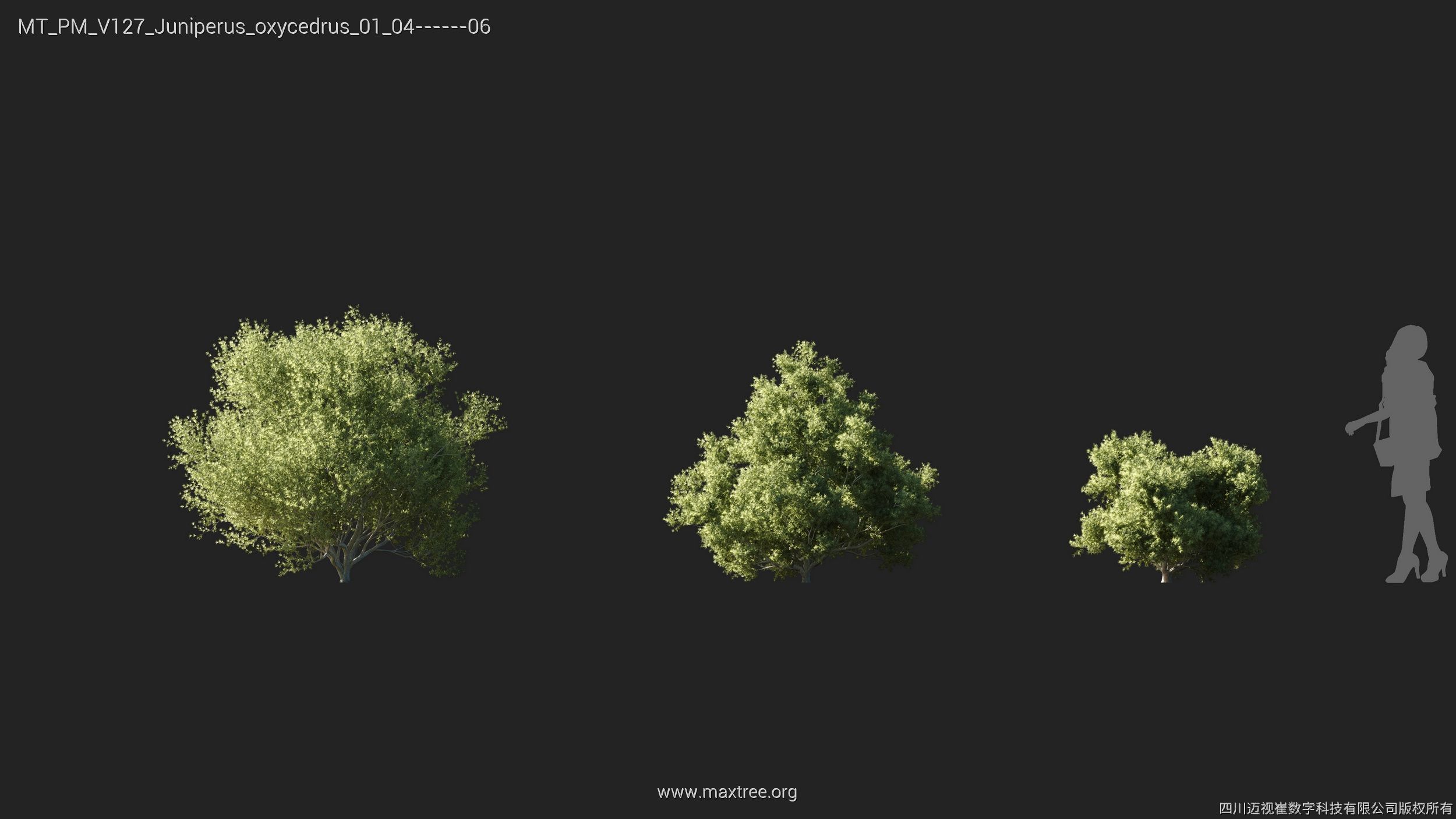 Maxtree Plant Models Vol 127 - Mesh 3D model_12