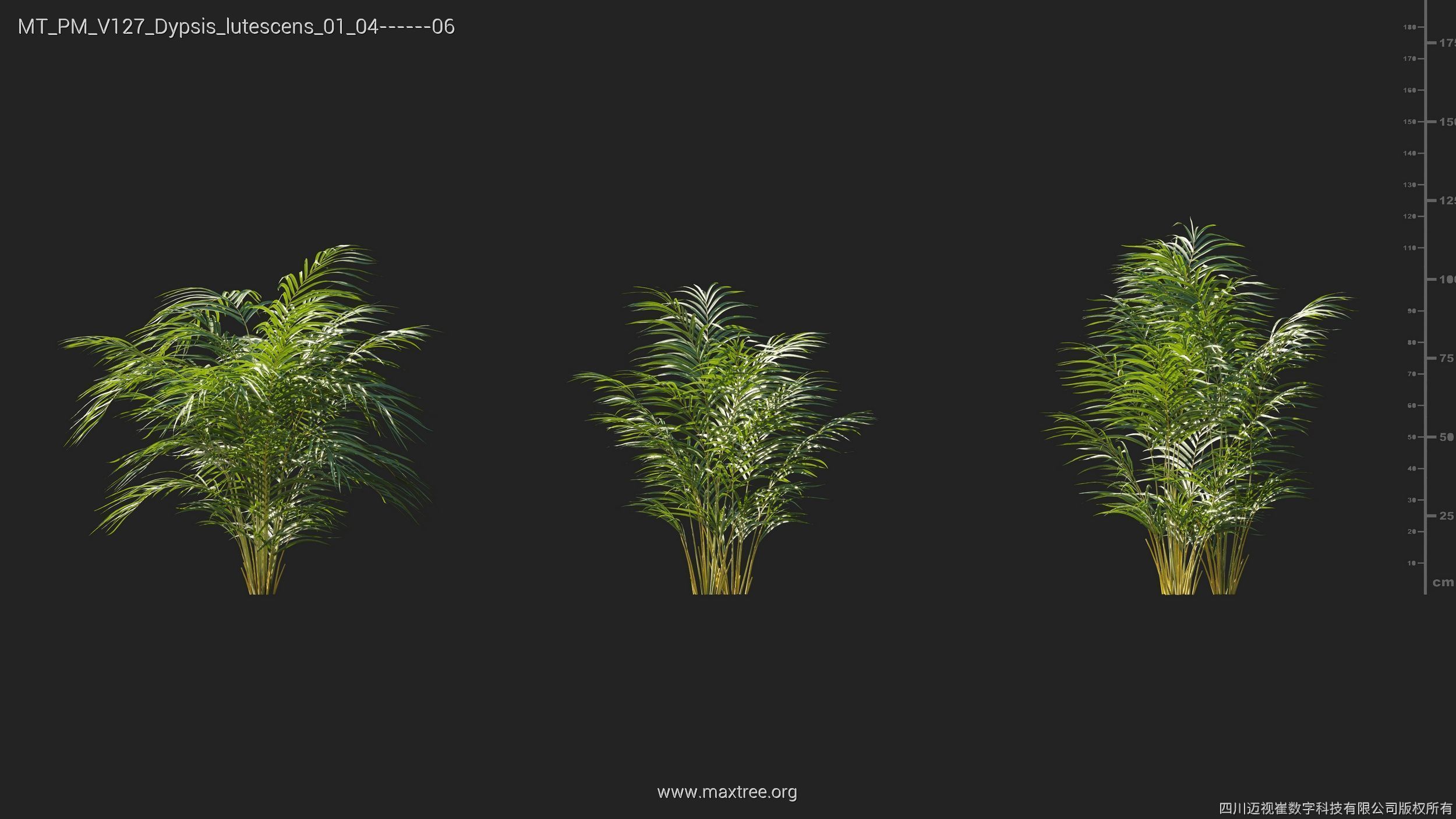 Maxtree Plant Models Vol 127 - Mesh 3D model_10