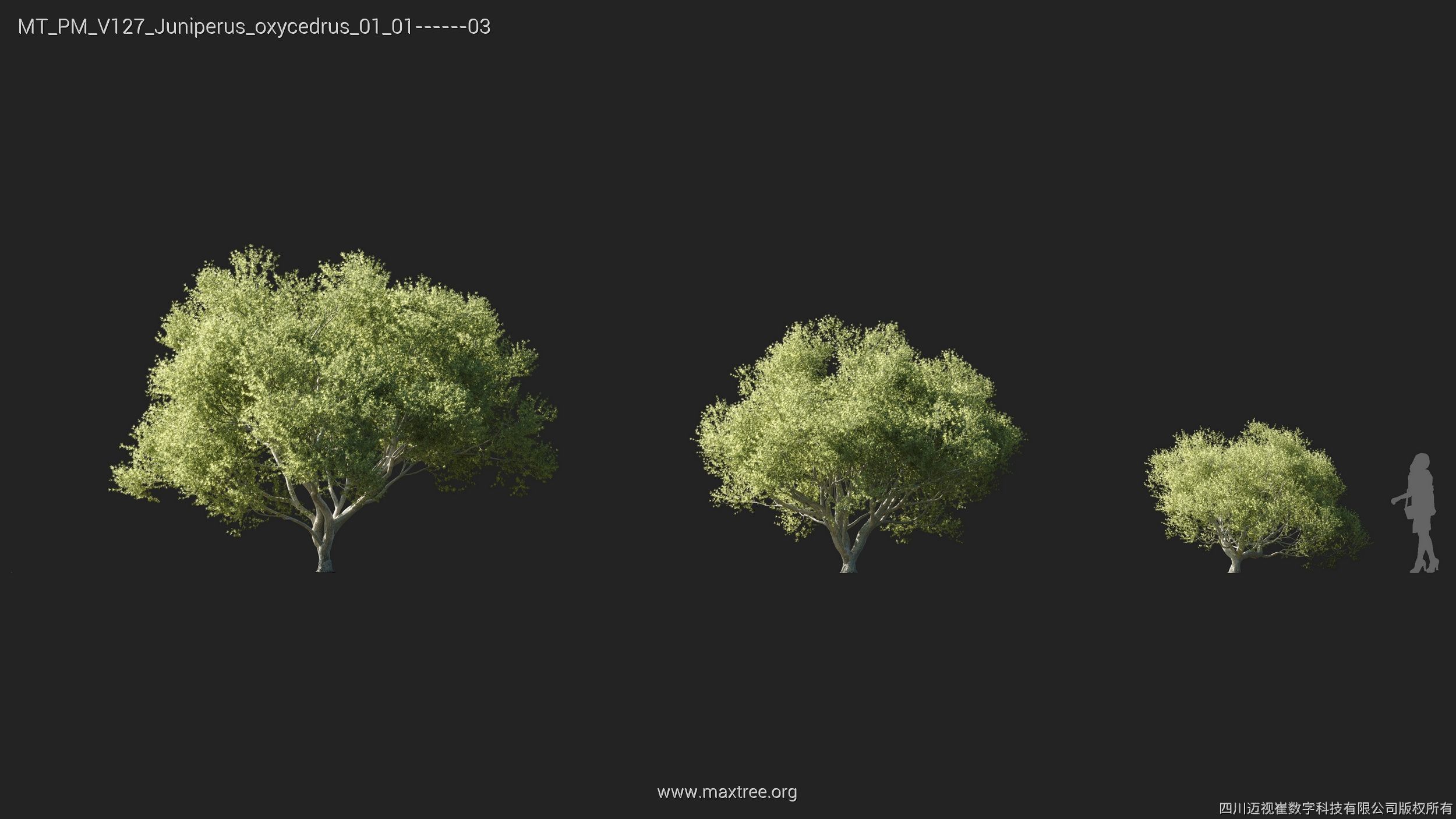 Maxtree Plant Models Vol 127 - Mesh 3D model_11
