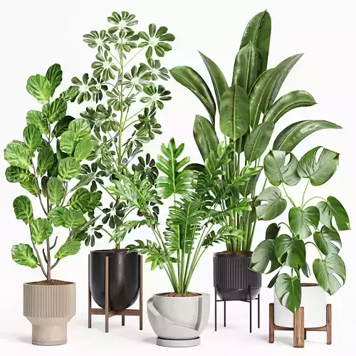 Indoor Plants Set 20