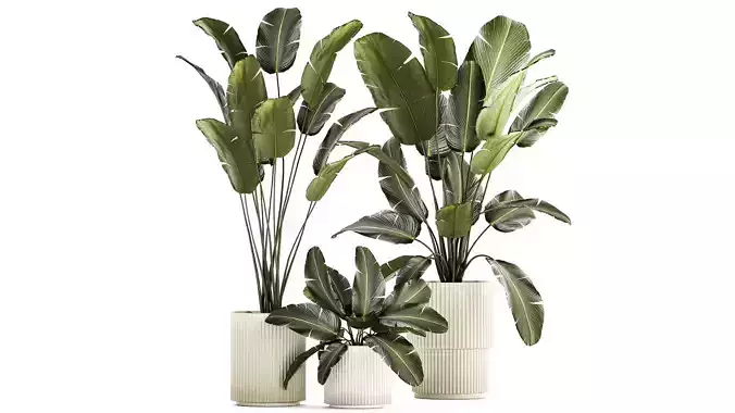Beautiful Strelitzia and banana palm plants in flower pots 1347 3D model
