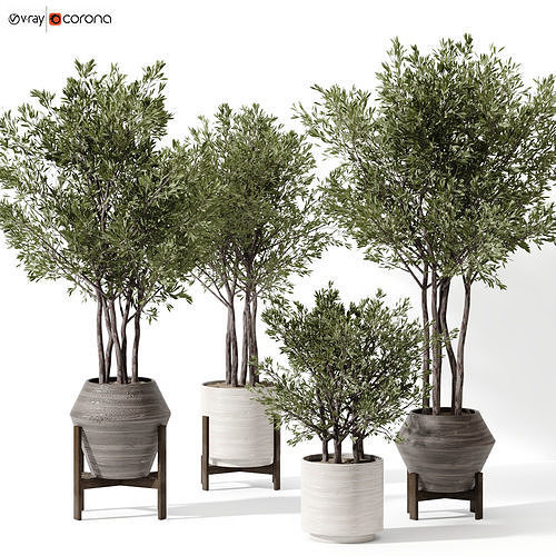 Indoor plant 01 3D model