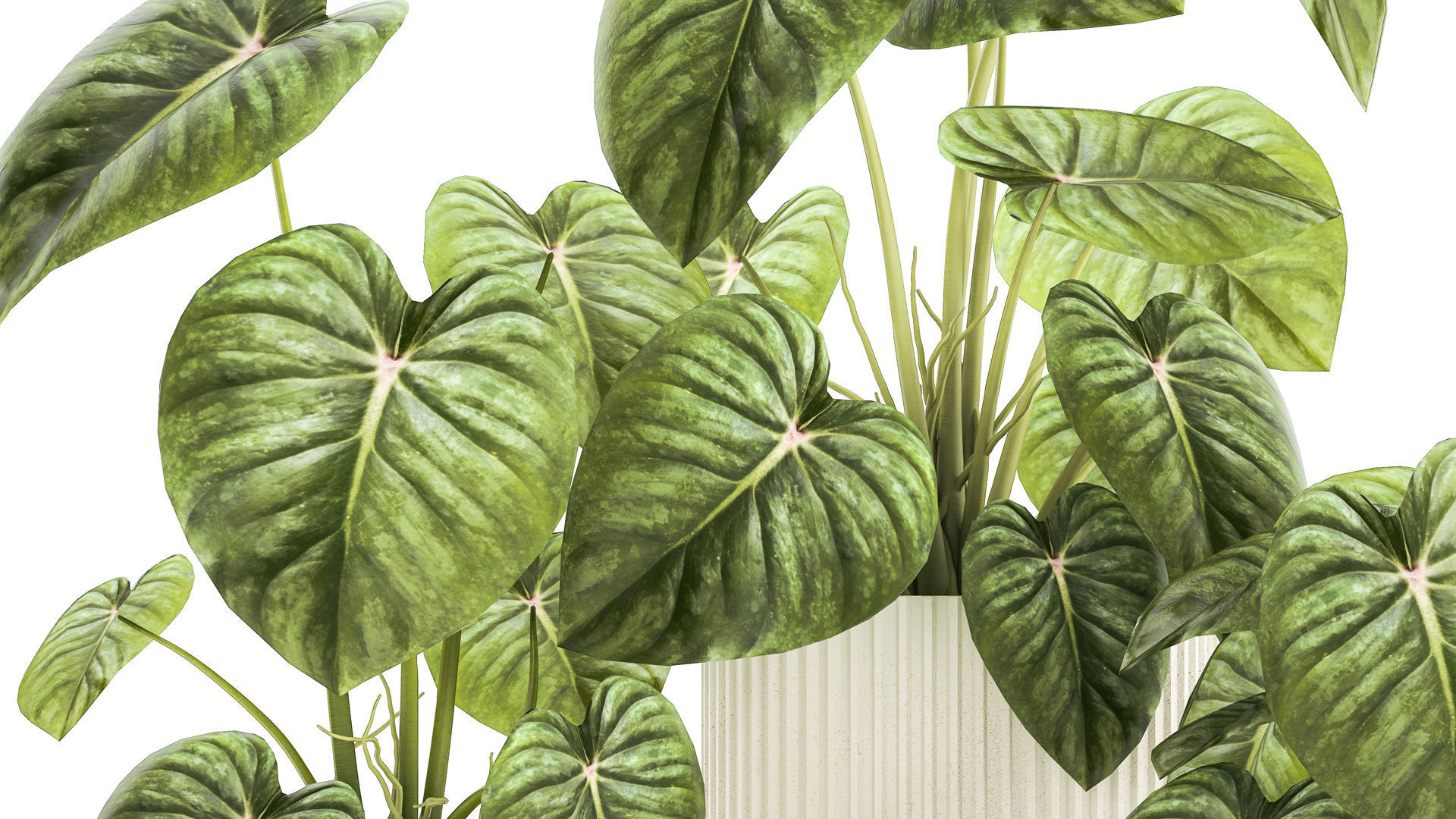 Beautiful Anthurium and Alocasia plants in flower pots 1348 3D model_4