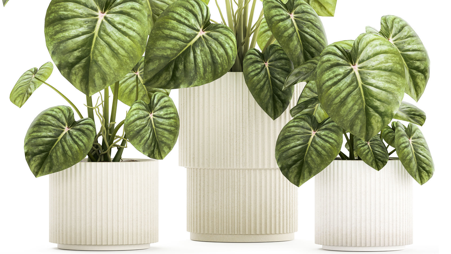 Beautiful Anthurium and Alocasia plants in flower pots 1348 3D model_3