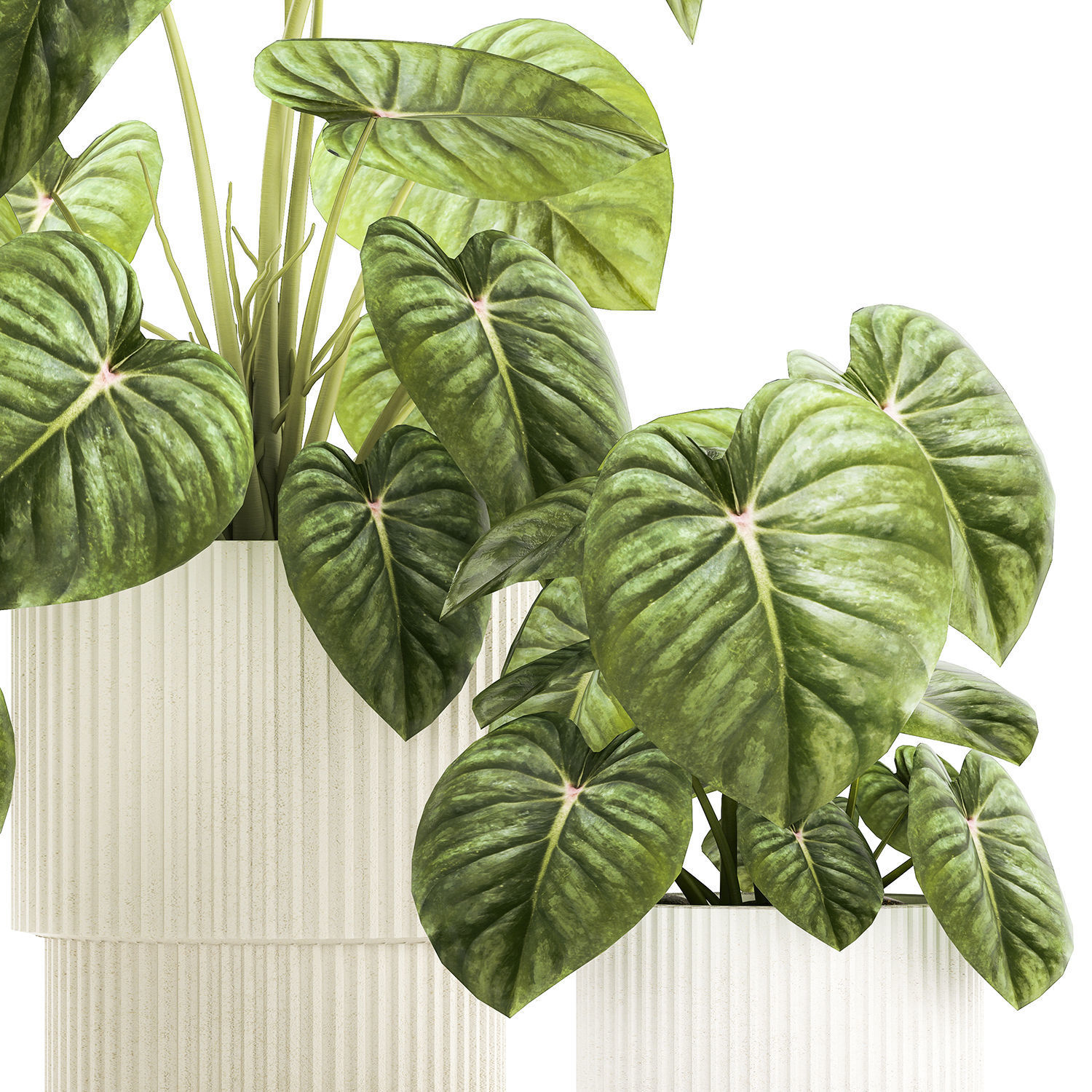 Beautiful Anthurium and Alocasia plants in flower pots 1348 3D model_11