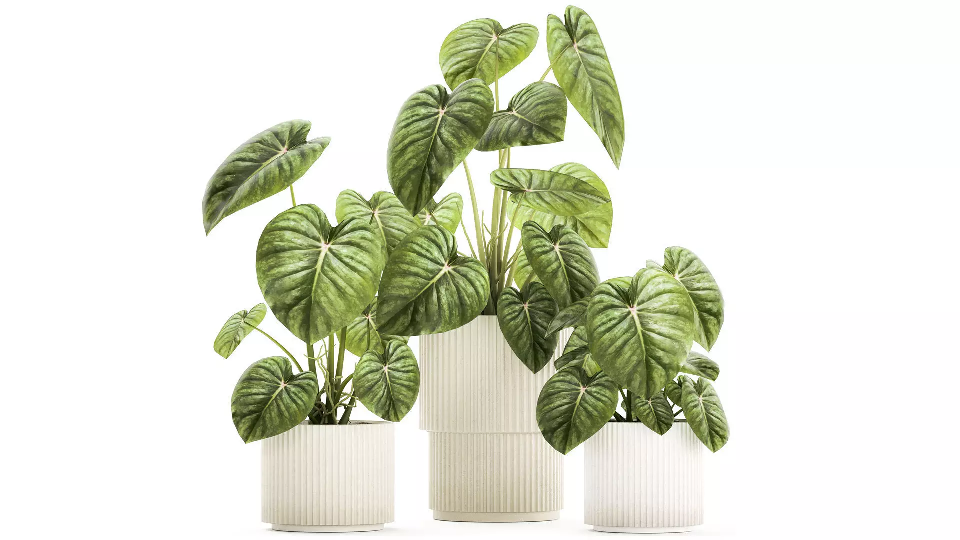 Beautiful Anthurium and Alocasia plants in flower pots 1348 3D model_0