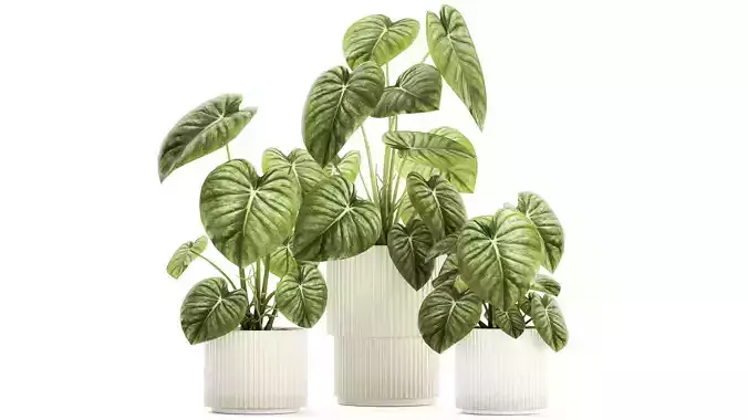 Beautiful Anthurium and Alocasia plants in flower pots 1348 3D model