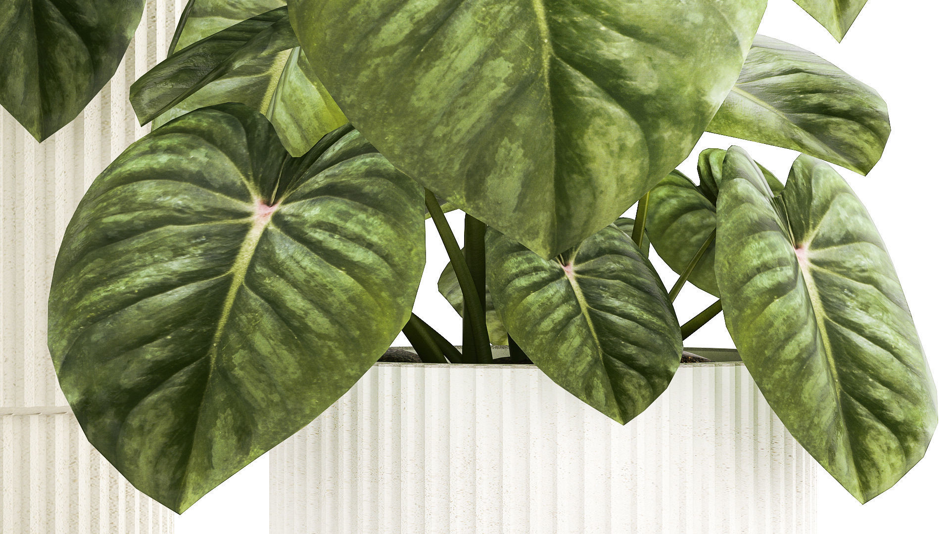 Beautiful Anthurium and Alocasia plants in flower pots 1348 3D model_5