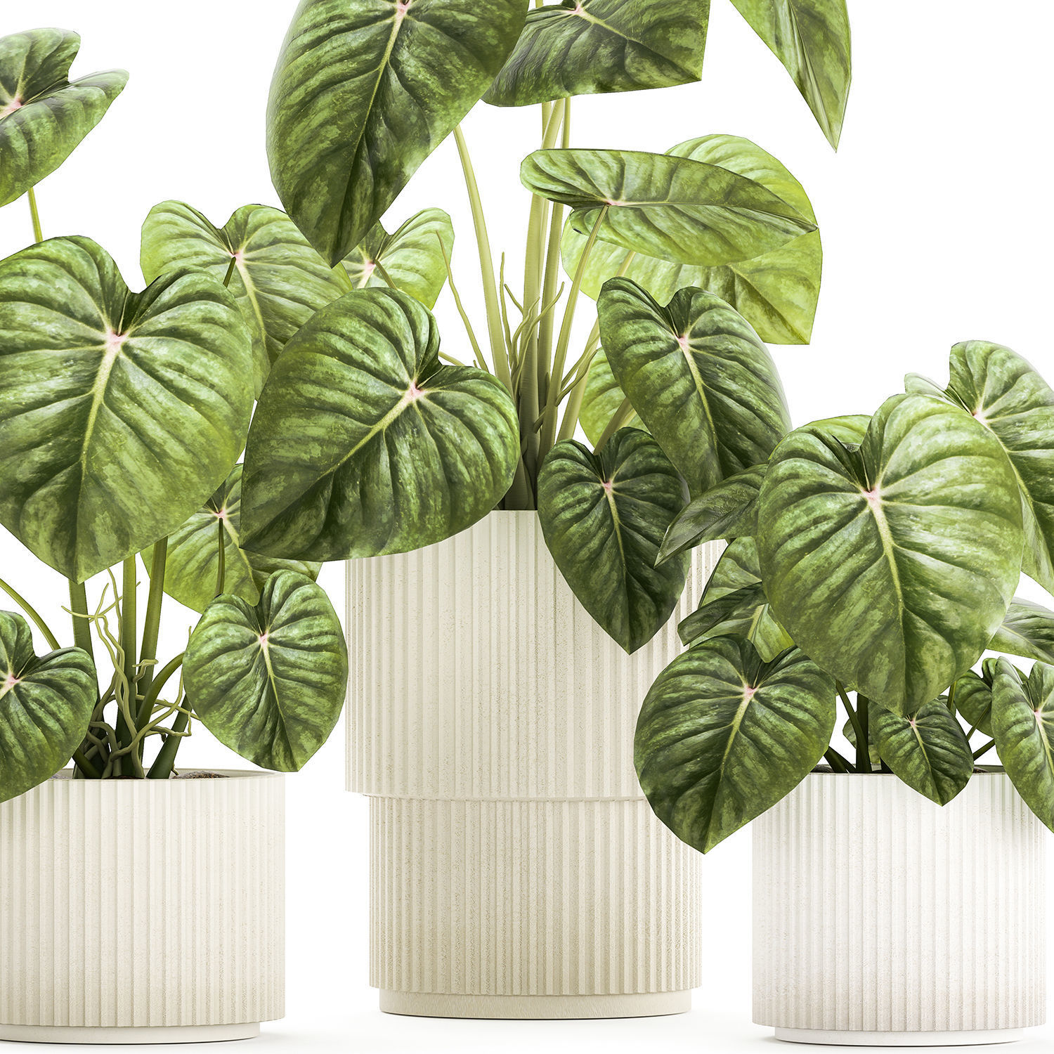 Beautiful Anthurium and Alocasia plants in flower pots 1348 3D model_9