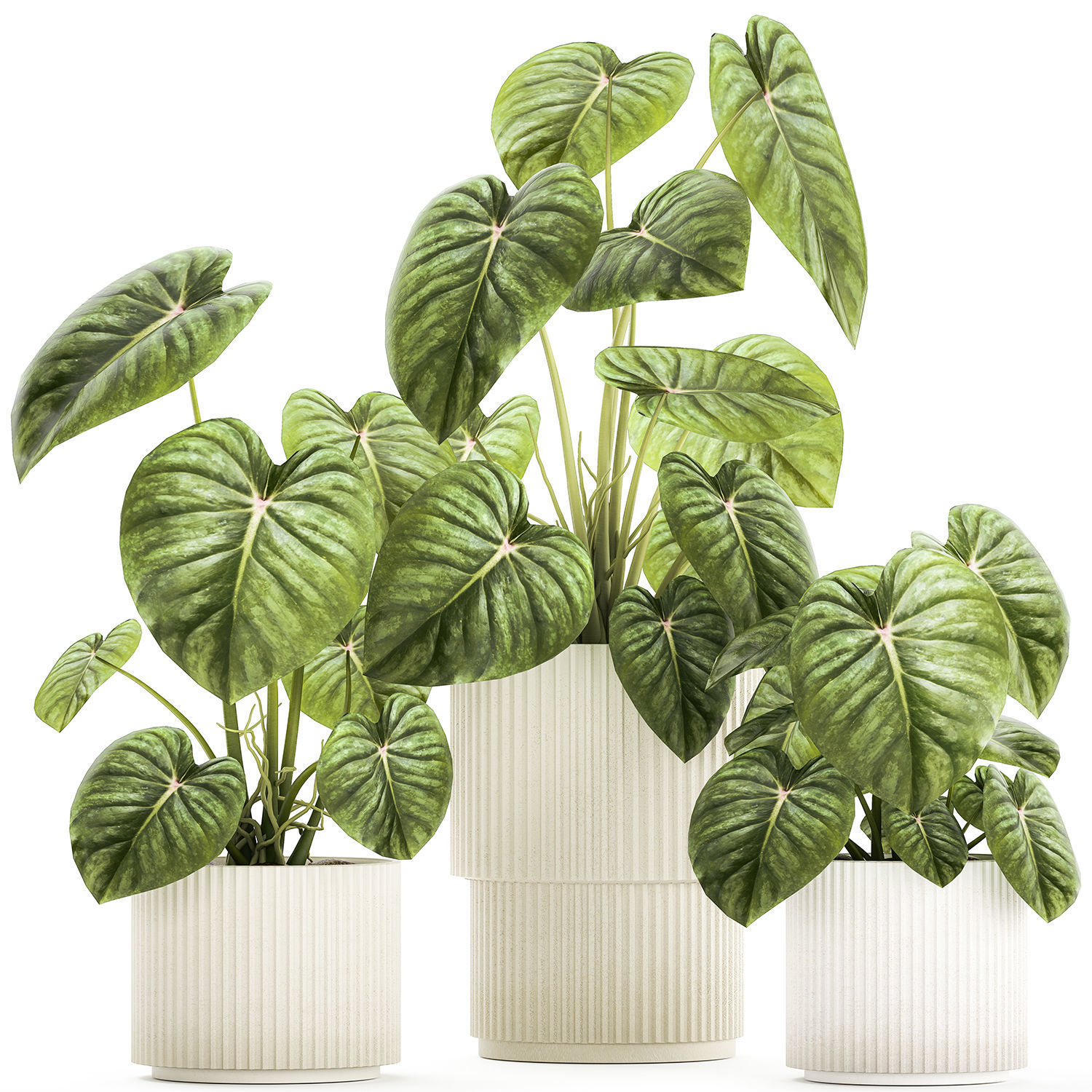 Beautiful Anthurium and Alocasia plants in flower pots 1348 3D model_7