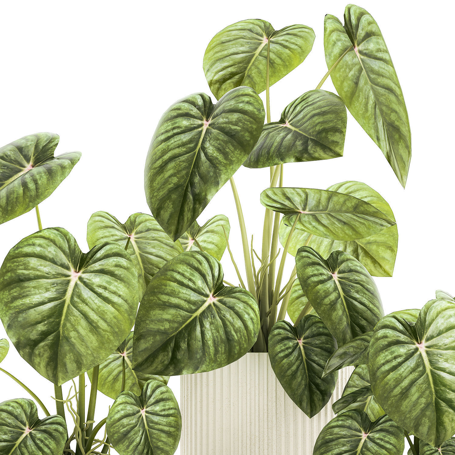 Beautiful Anthurium and Alocasia plants in flower pots 1348 3D model_8