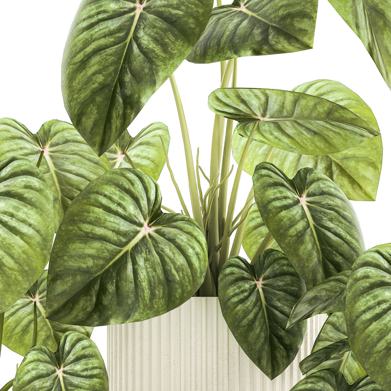 Beautiful Anthurium and Alocasia plants in flower pots 1348 3D model_12