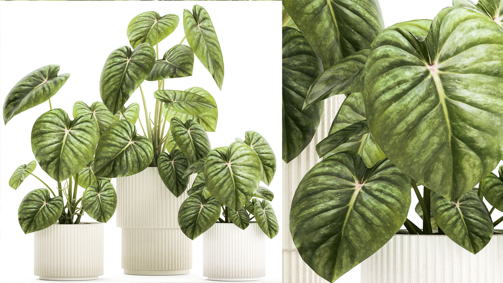 Beautiful Anthurium and Alocasia plants in flower pots 1348 3D model_1