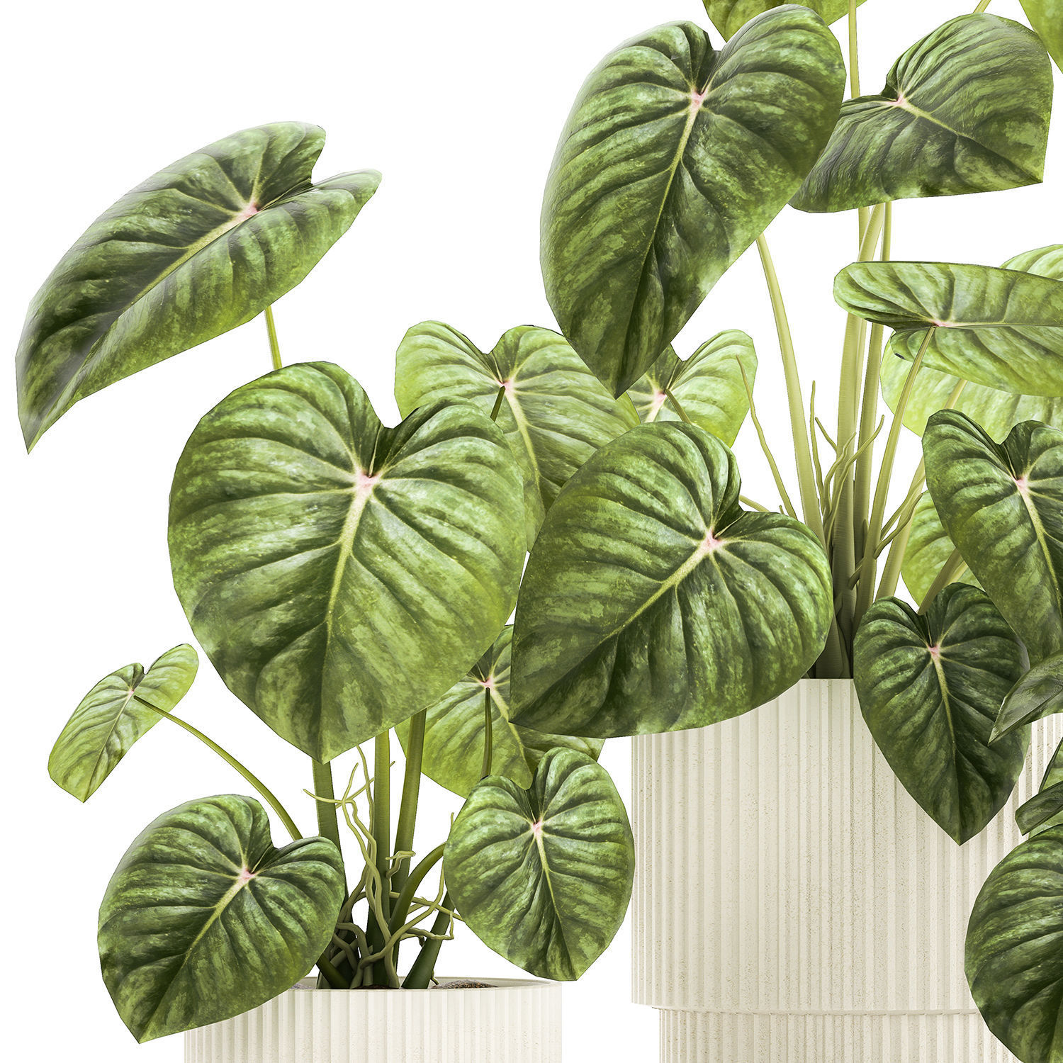 Beautiful Anthurium and Alocasia plants in flower pots 1348 3D model_10
