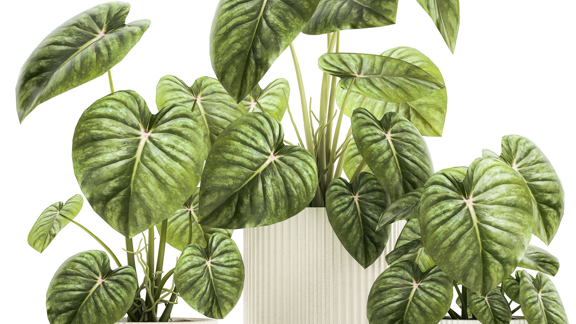 Beautiful Anthurium and Alocasia plants in flower pots 1348 3D model_2